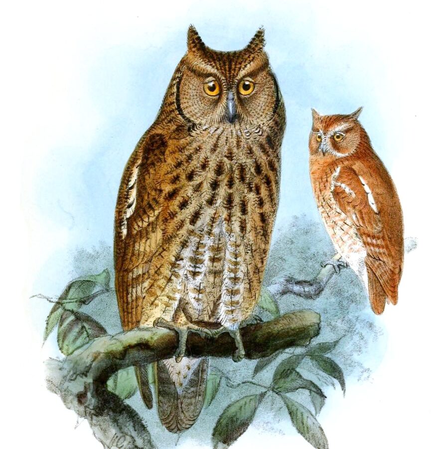 Middle American Screech Owl