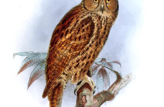 Moluccan Scops Owl