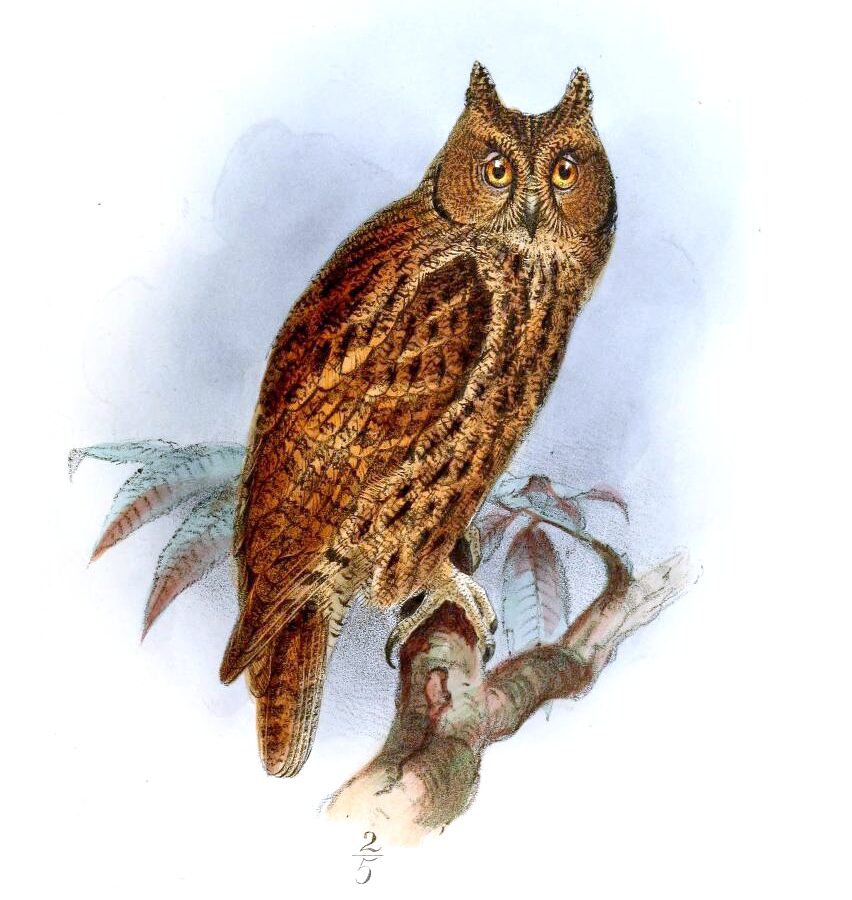 Moluccan Scops Owl