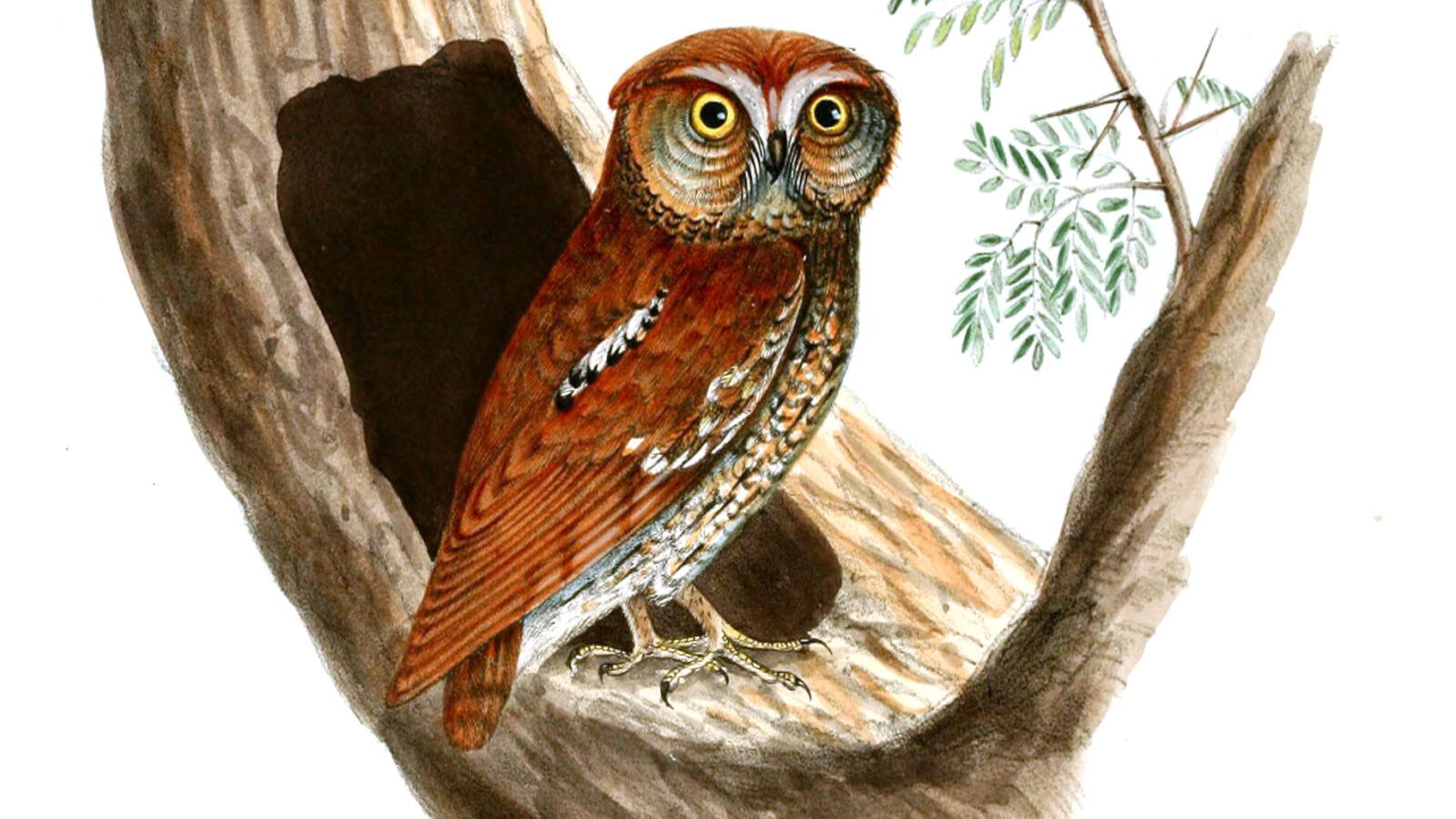 Oriental Scops Owl