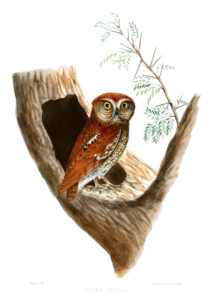 Oriental Scops Owl