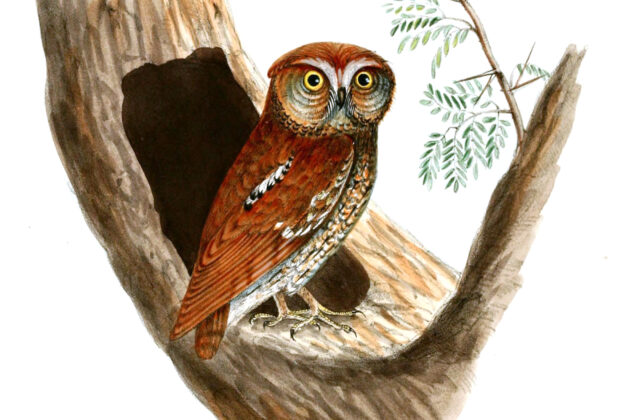 Oriental Scops Owl