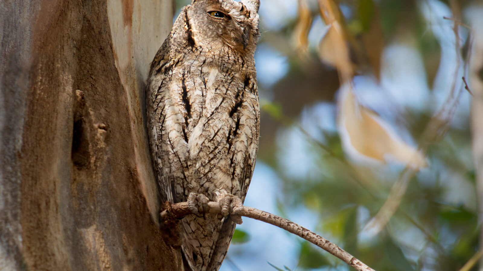 Eurasian Scops Owl