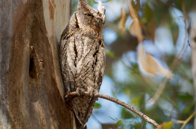 Eurasian Scops Owl