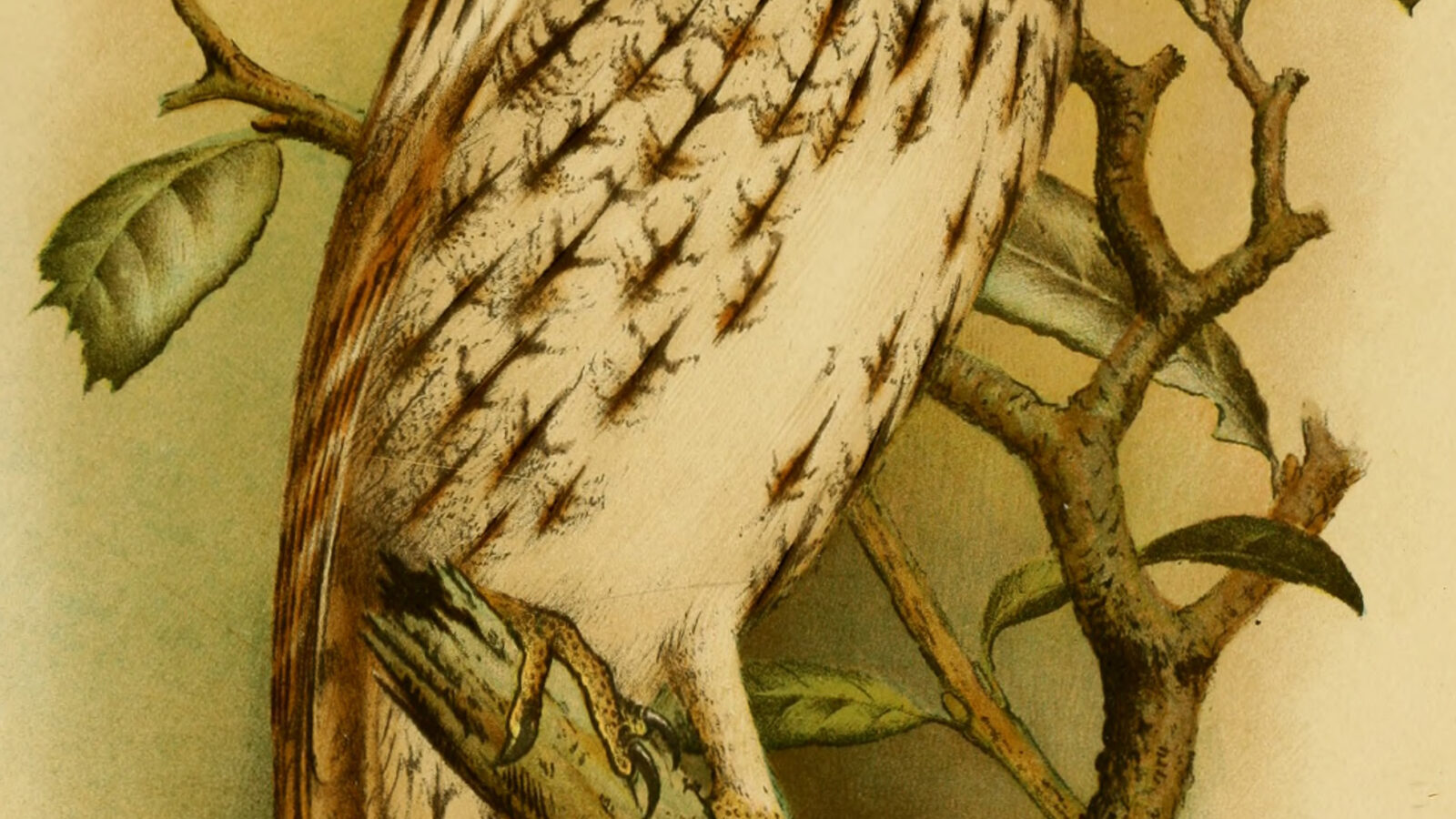 Socotra Scops Owl
