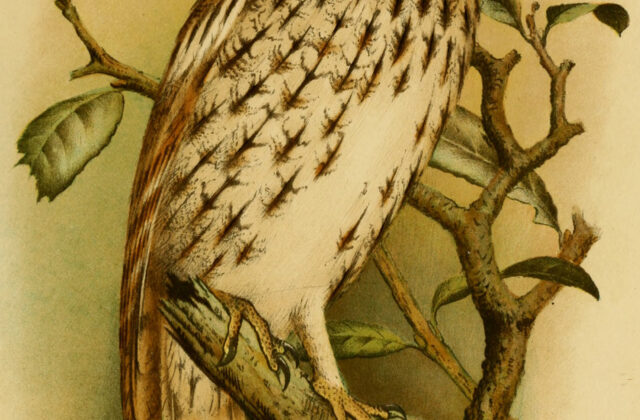 Socotra Scops Owl