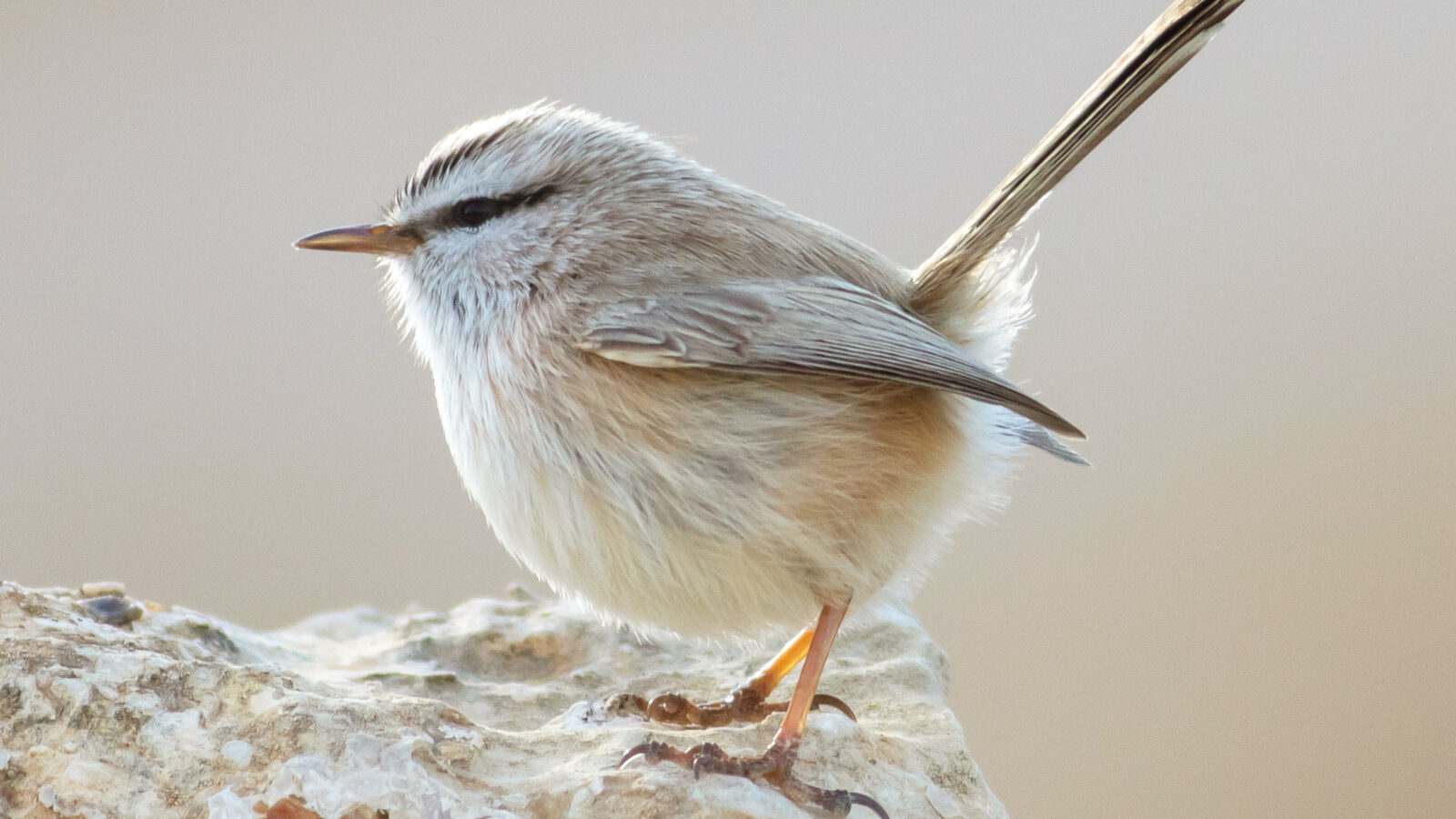 Streaked Scrub Warbler