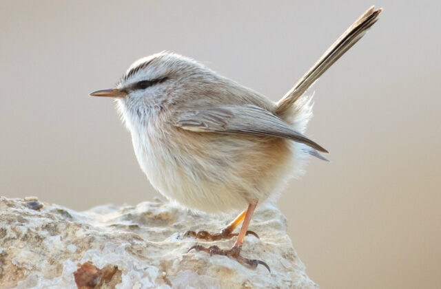 Streaked Scrub Warbler
