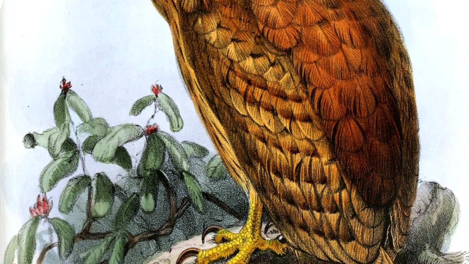 Rufous Fishing Owl