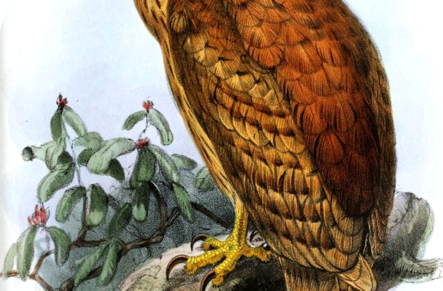Rufous Fishing Owl