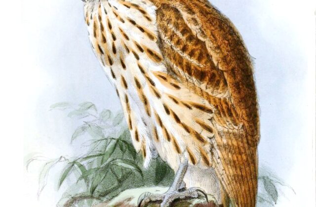 Vermiculated Fishing Owl