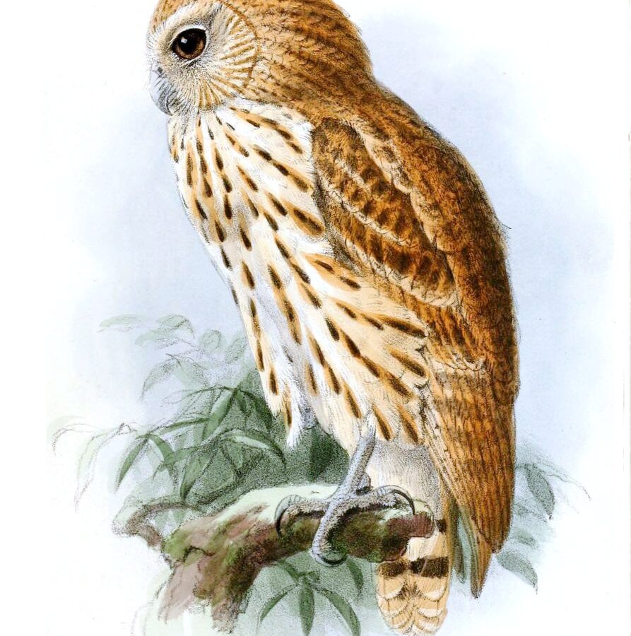 Vermiculated Fishing Owl