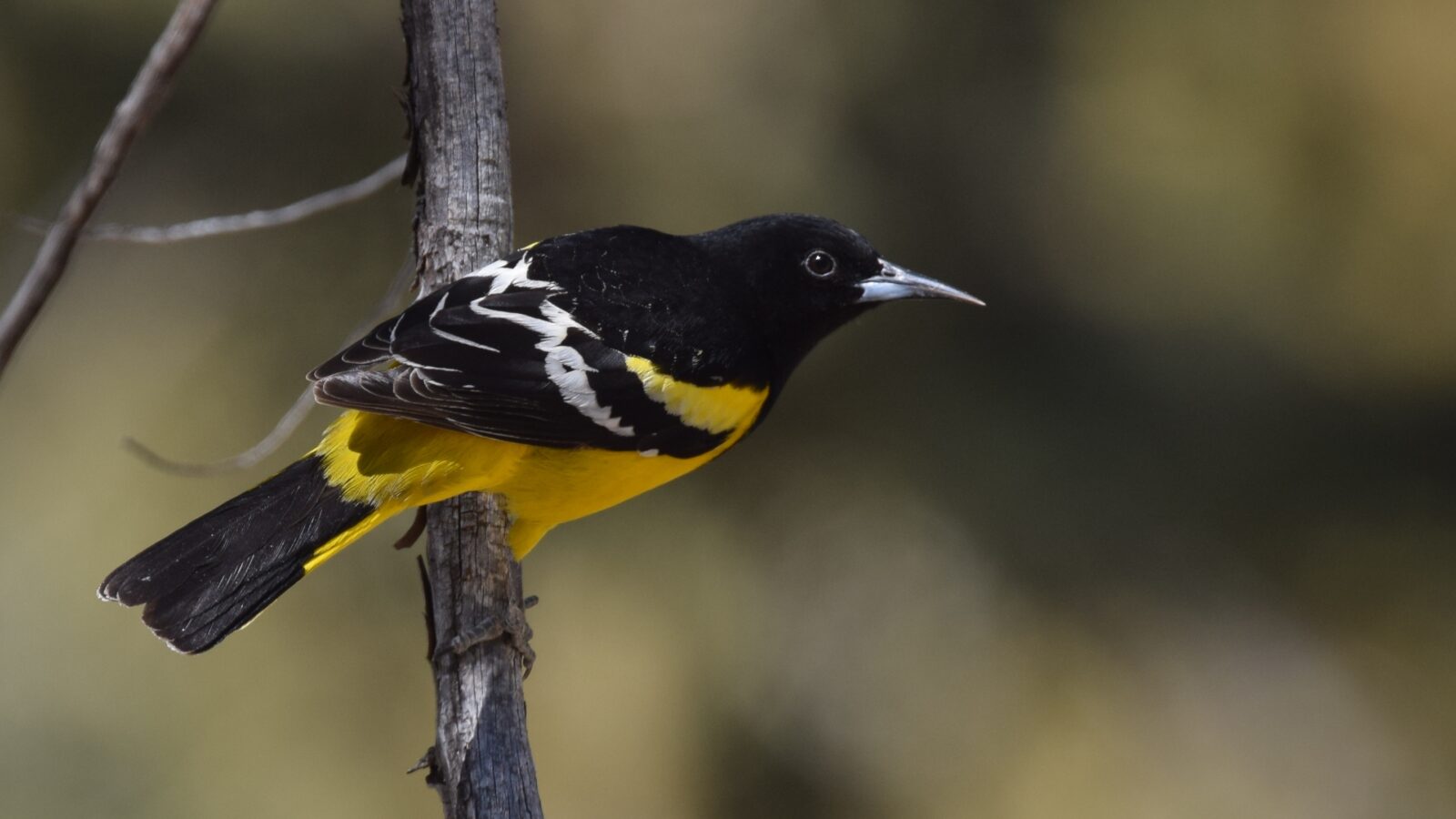 Scott’s Oriole
