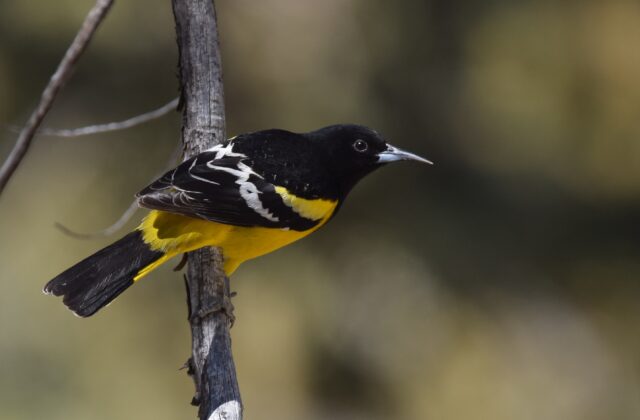 Scott’s Oriole