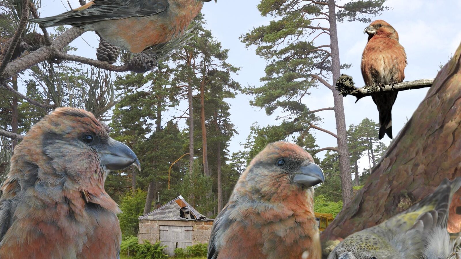 Scottish Crossbill