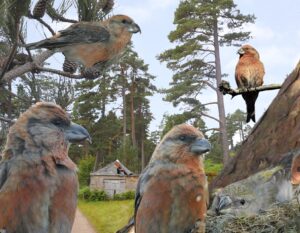 Scottish Crossbill