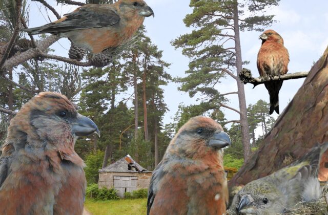 Scottish Crossbill