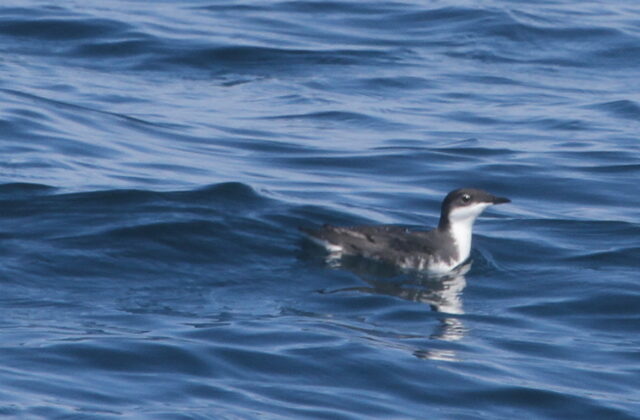 Scripps’s Murrelet