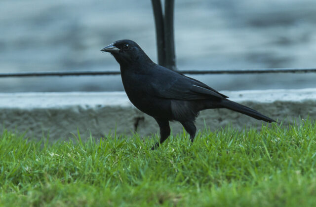 Scrub Blackbird