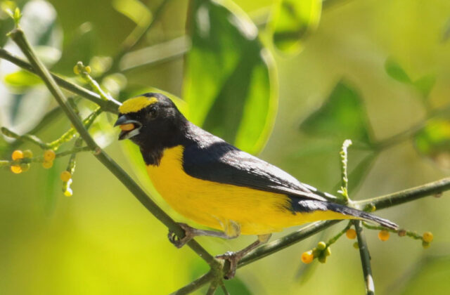 Scrub Euphonia