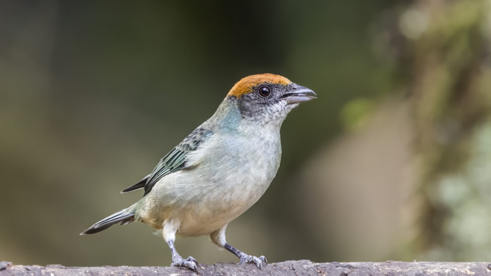 Scrub Tanager