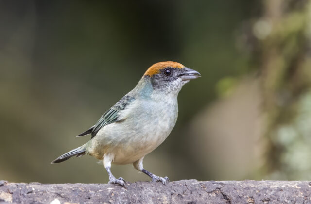 Scrub Tanager