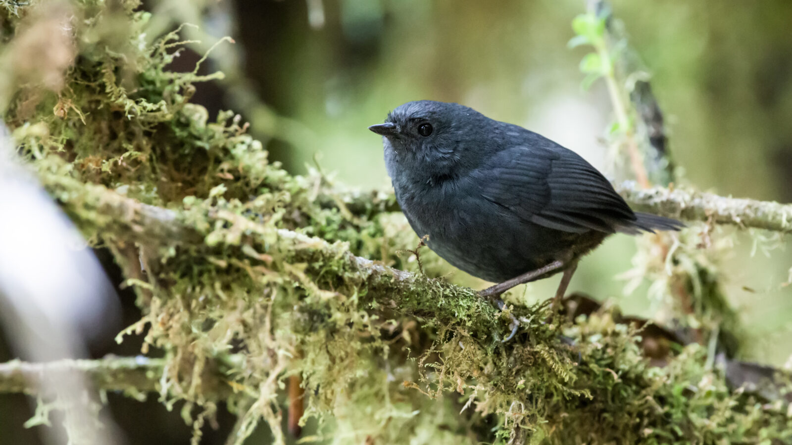 Tschudi’s Tapaculo