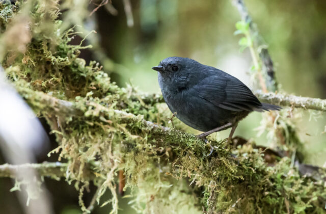 Tschudi’s Tapaculo