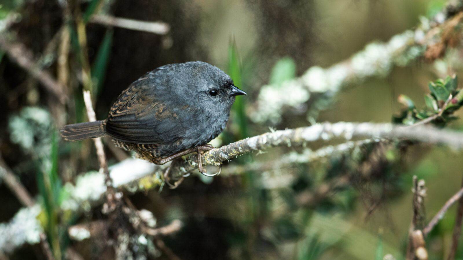 Neblina Tapaculo