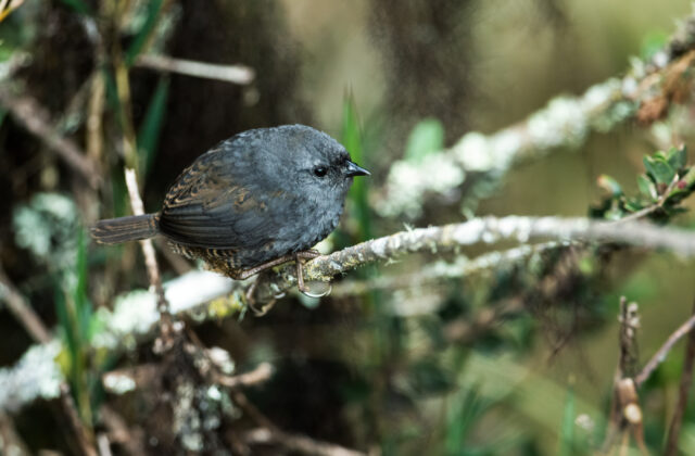 Neblina Tapaculo