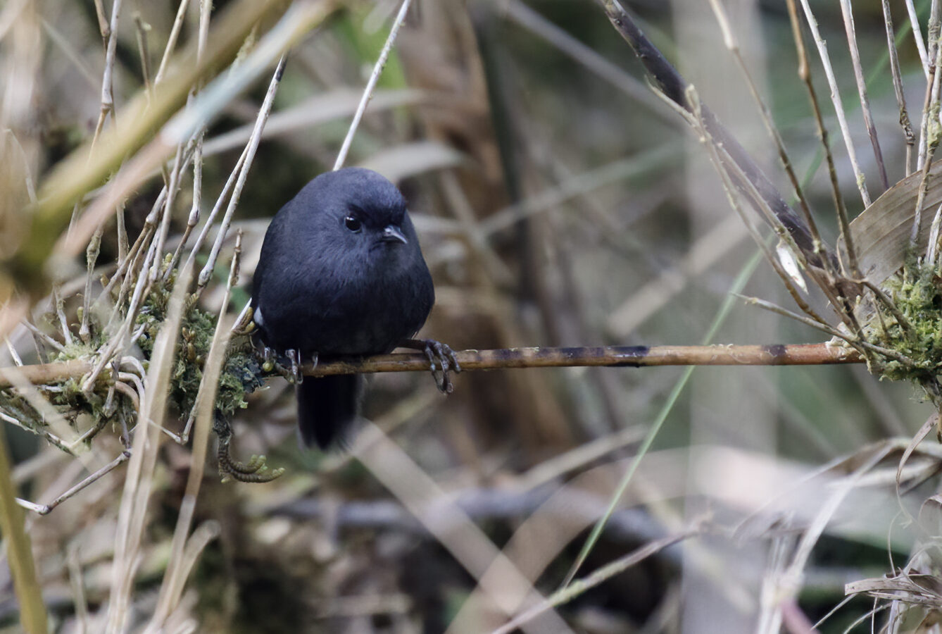Loja Tapaculo