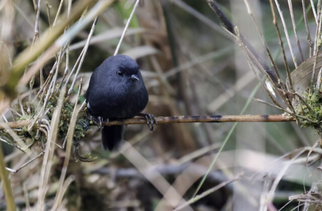 Loja Tapaculo
