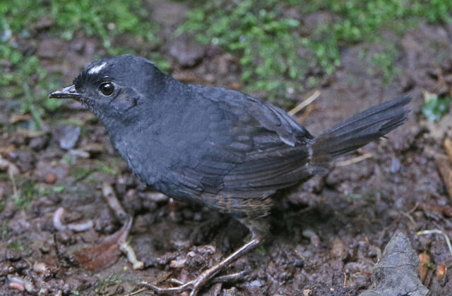 White-crowned Tapaculo