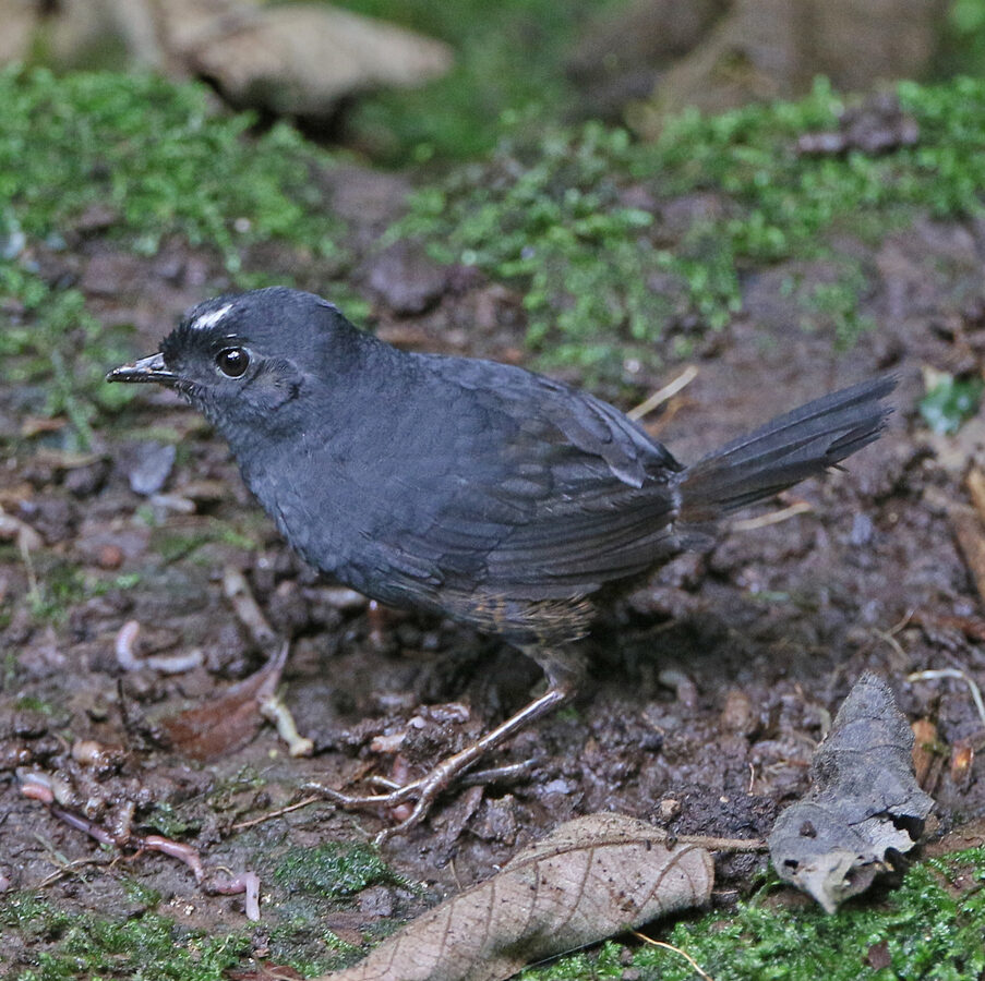 White-crowned Tapaculo