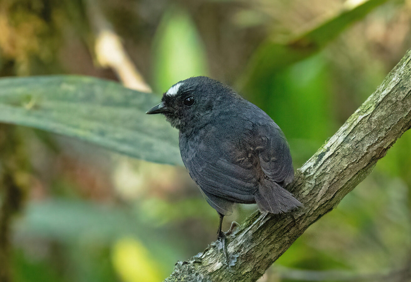Bolivian Tapaculo