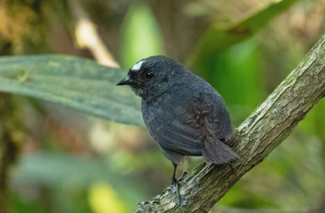 Bolivian Tapaculo
