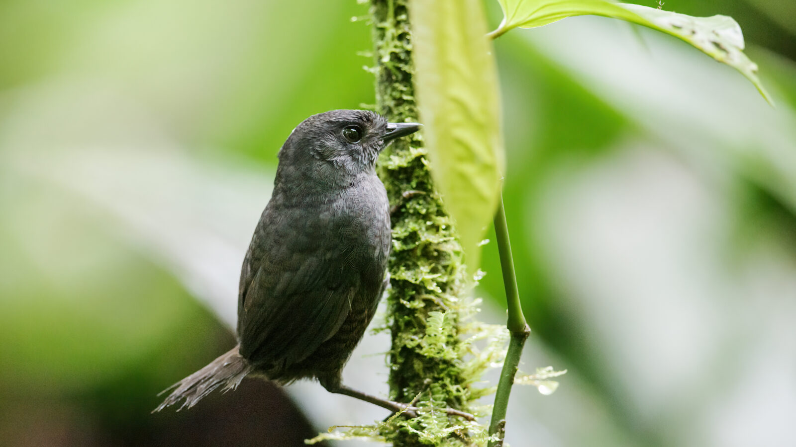 Choco Tapaculo