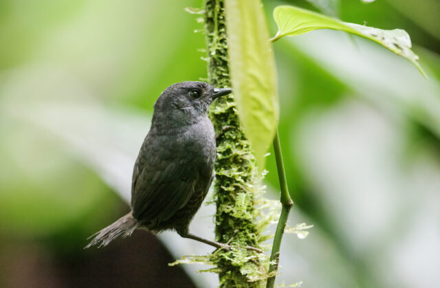 Choco Tapaculo