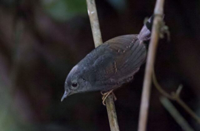 Diamantina Tapaculo