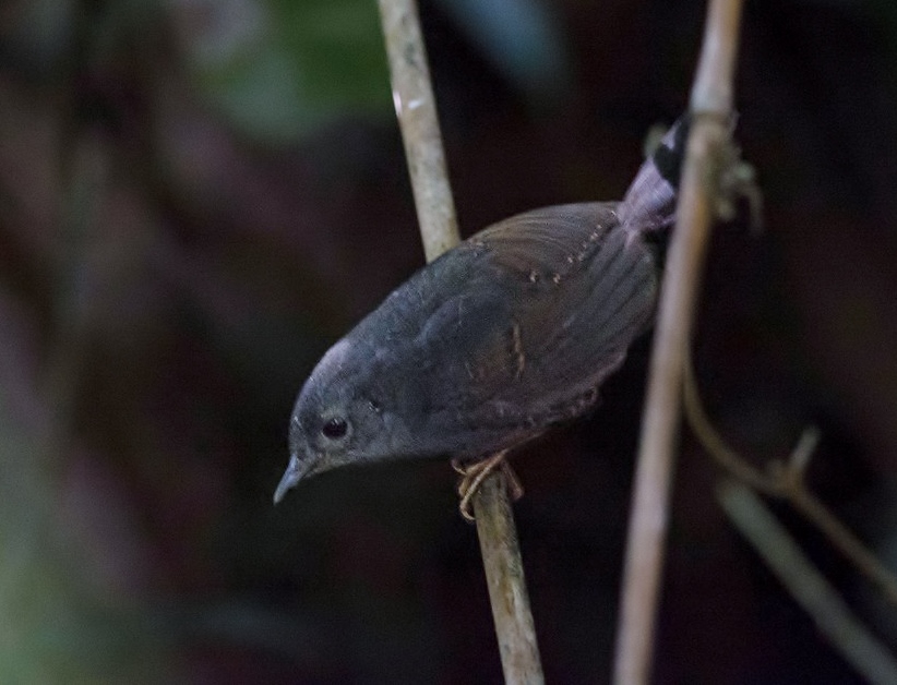 Diamantina Tapaculo