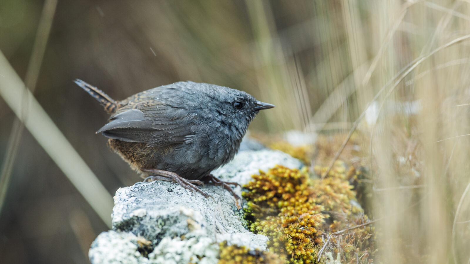 Jalca Tapaculo