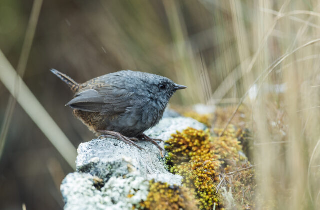 Jalca Tapaculo
