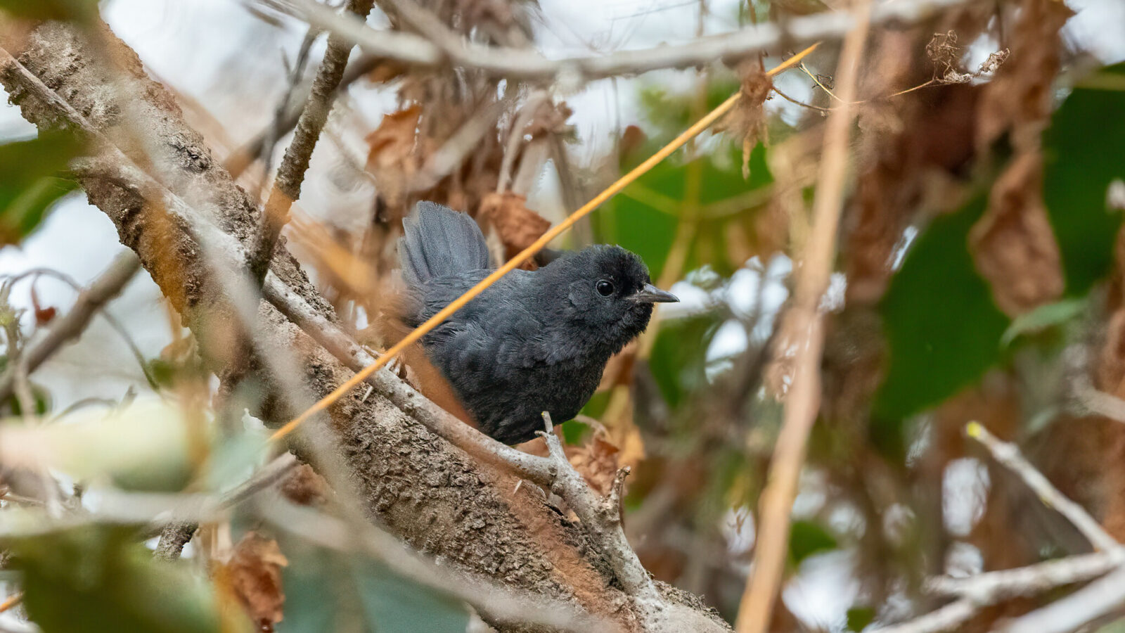 Dusky Tapaculo