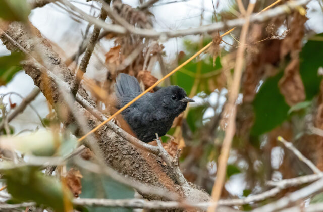 Dusky Tapaculo