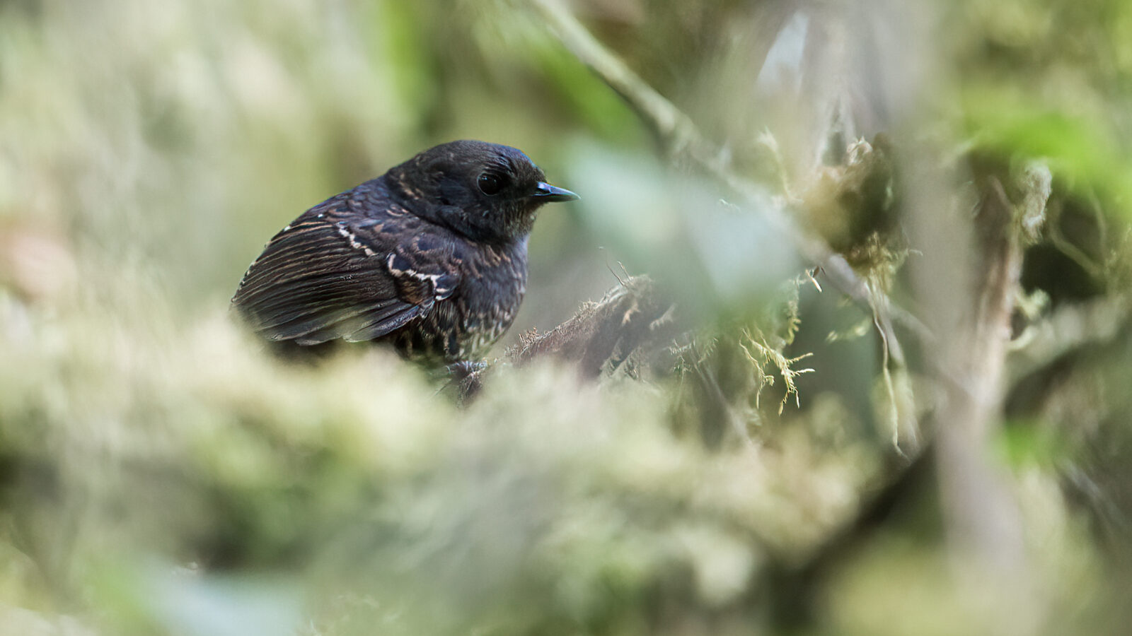 Junin Tapaculo