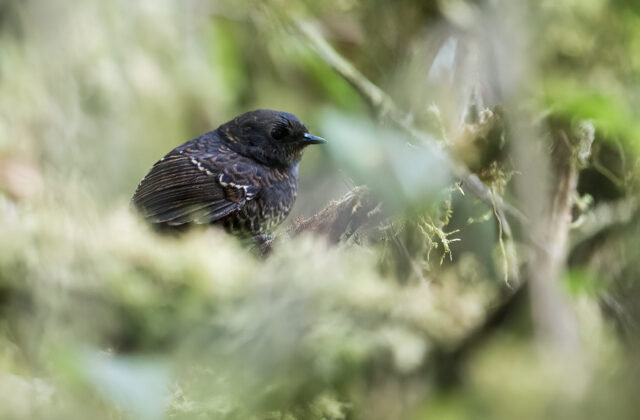 Junin Tapaculo