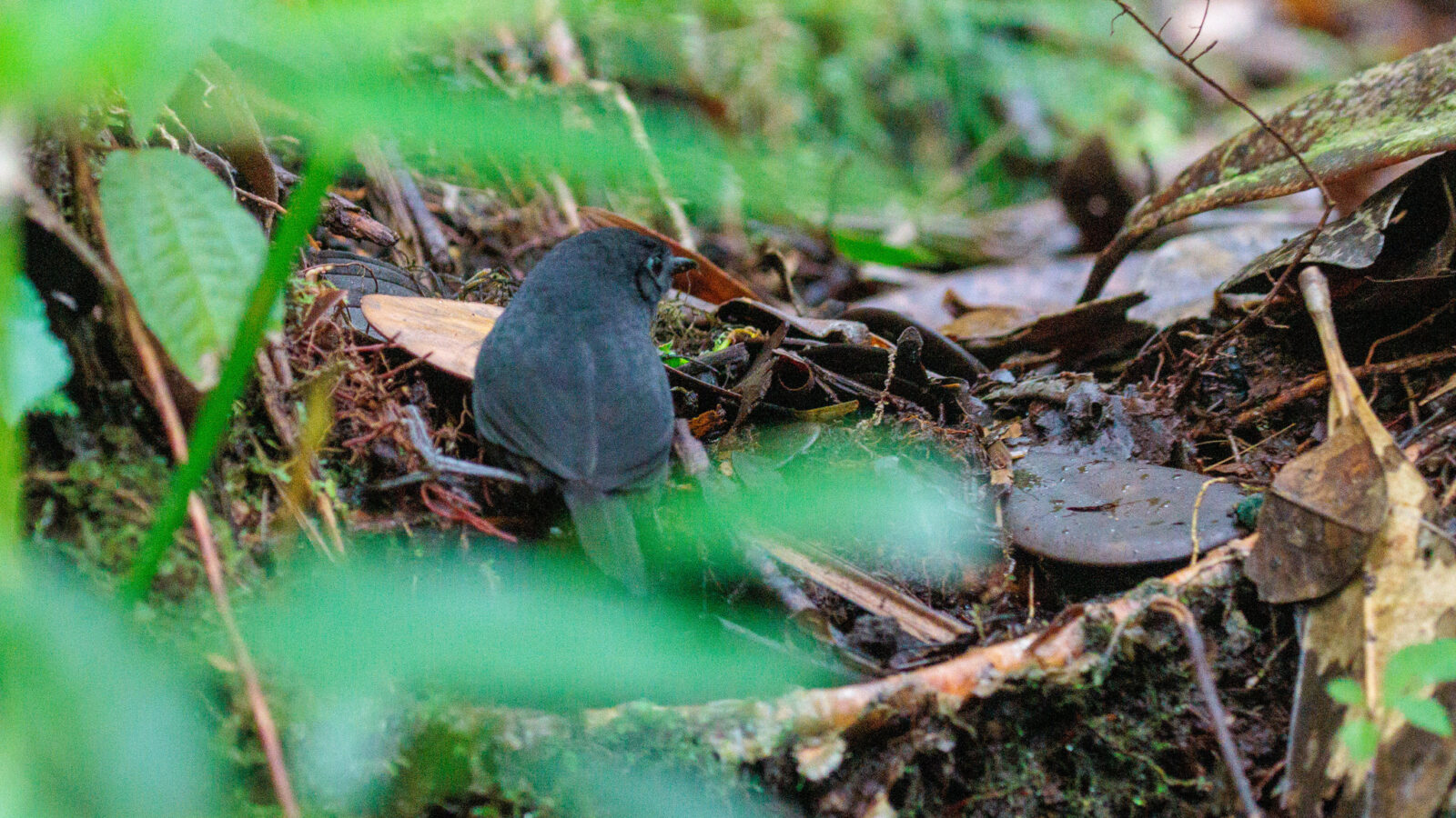 Boa Nova Tapaculo