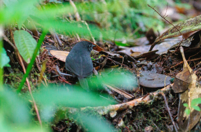 Boa Nova Tapaculo