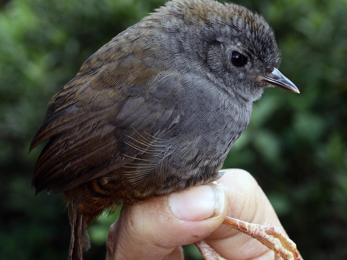 Pale-bellied Tapaculo