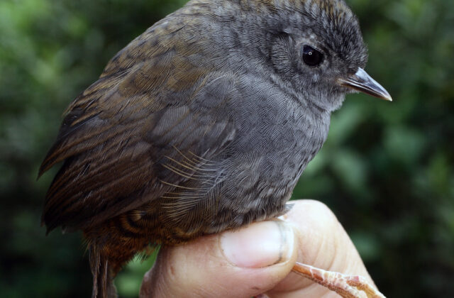 Pale-bellied Tapaculo